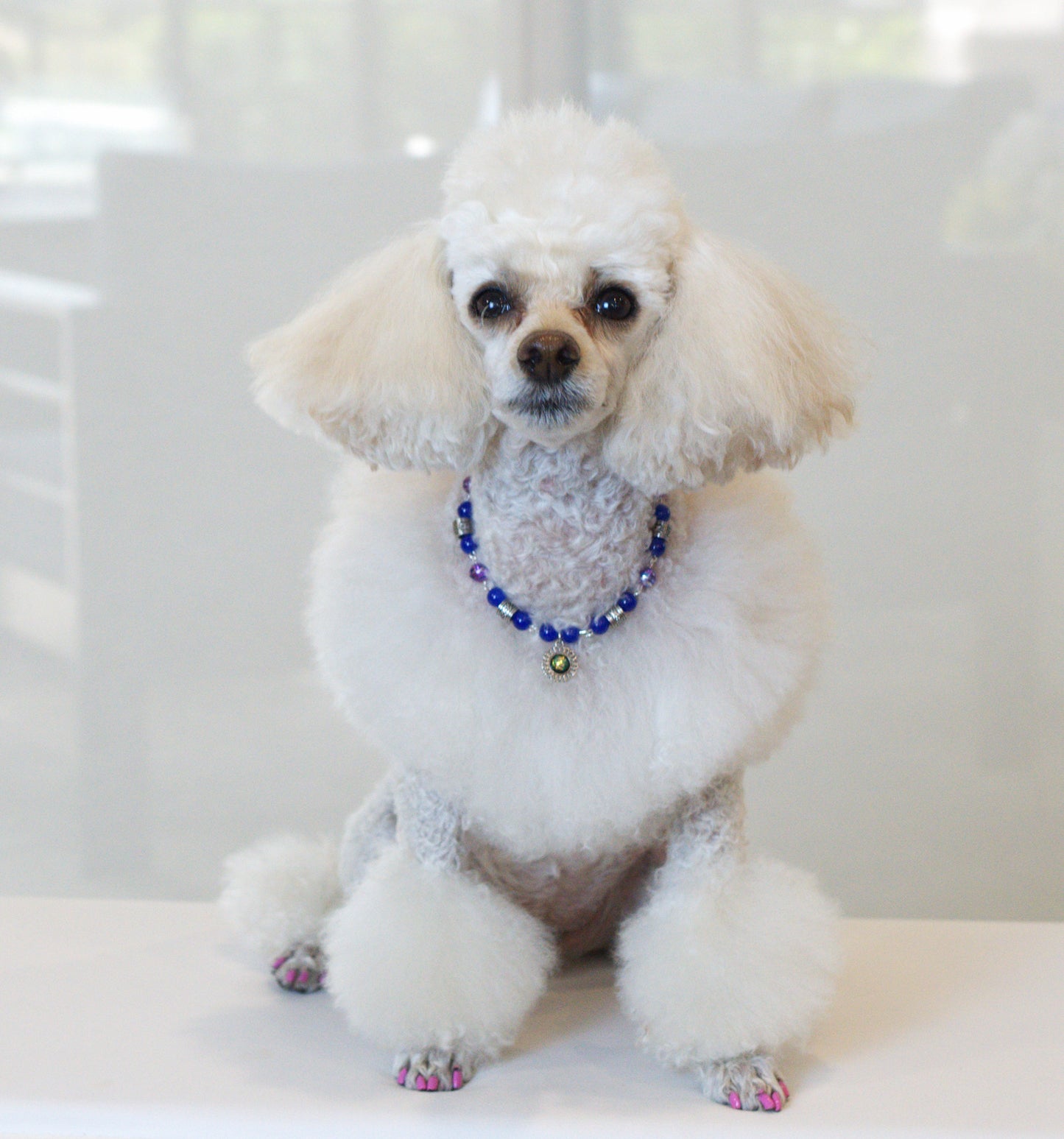 Cobalt Flare Pet Necklace