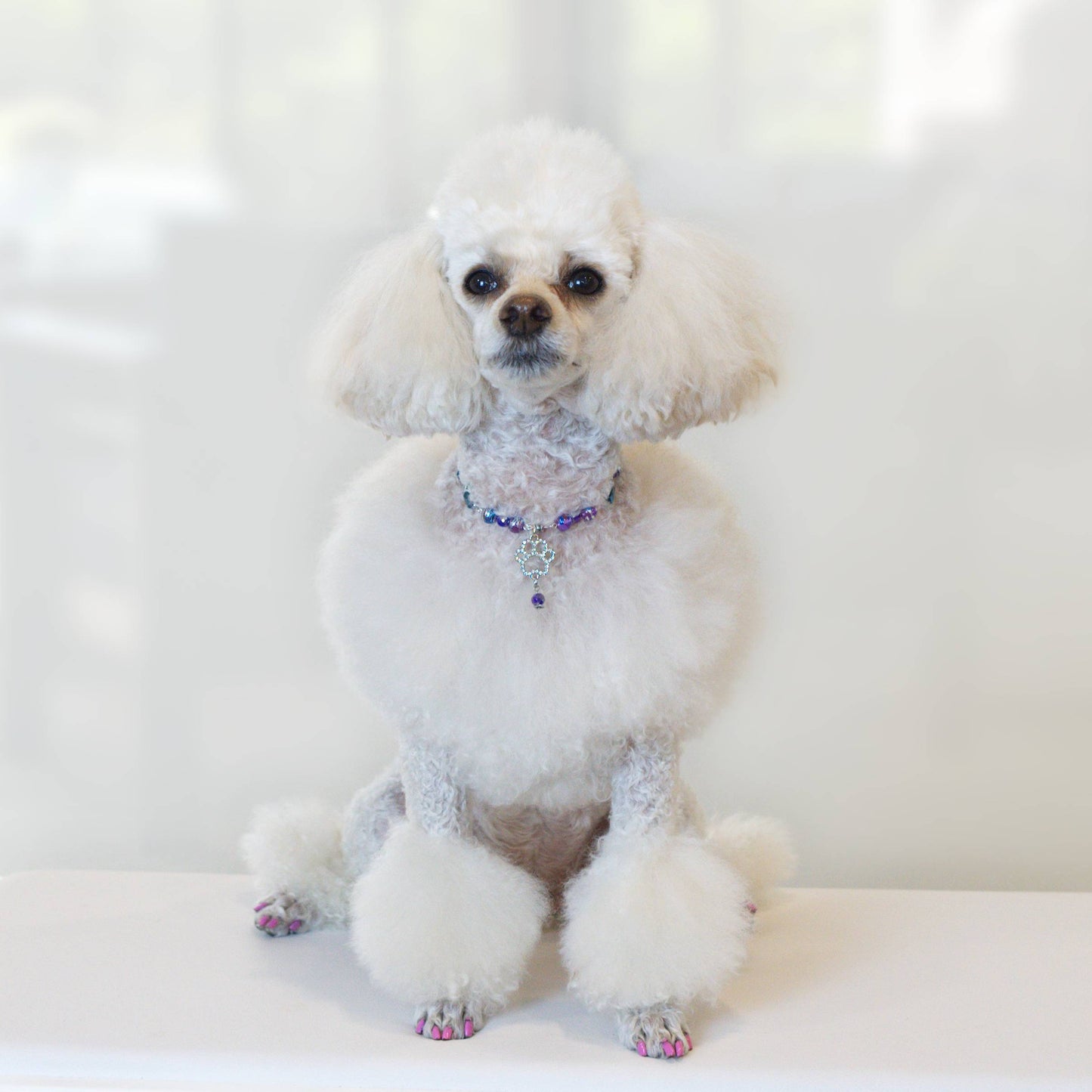 Cosmic Paws Pet Necklace