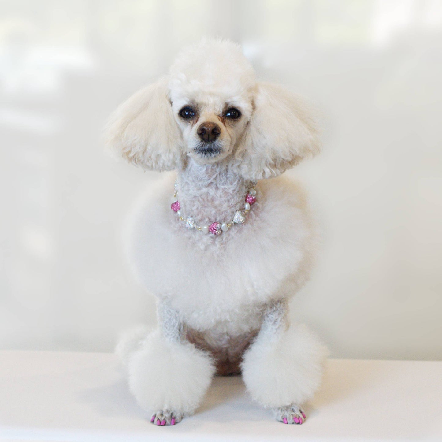 Countess Charm Pet Necklace