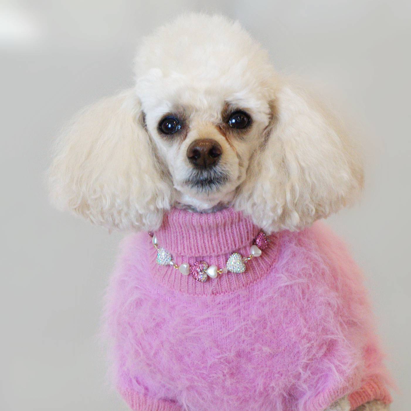 Countess Charm Pet Necklace
